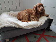 Hond zittend op Omlet Topology hondenbed met bolster bed topper en Omlet zachte Luxury hondendeken
