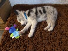 Een kleine puppy slapend op de bruine microvezel topper van zijn grijze bed