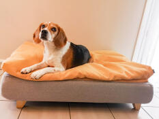 Hond zittend op Omlet Topology hondenbed met zitzak topper en vierkante houten voetjes