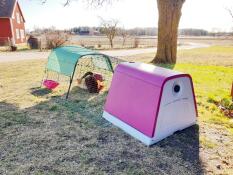 Omlet paars Eglu Go kunststof kippenhok en ren met kippen in tuin
