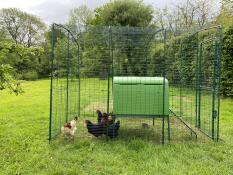 Welsh kippen veilig houden