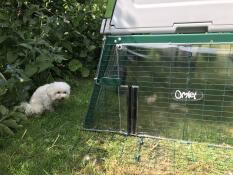 Babette wil naar de Kippetjes achter de windbreker 