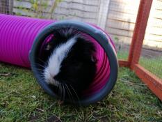 Oreo geniet van haar schuilplaats tunnel