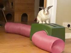 Een konijn staande op zijn groene schuilplaats en roze tunnels