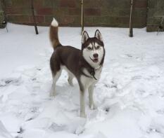 Husky's houden van sneeuw