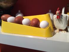 Afwisselend appenzeller en welsummer eieren!