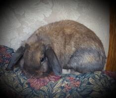 Veulen een Holland Lop Buck