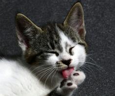 Een kat die zijn poten poetst.