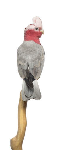 Een rose breasted galah