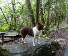 Rotsachtig wandelen tot Blacktop Mountain.