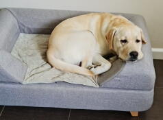 Een hond rustend op zijn grijze bed met bolster topper