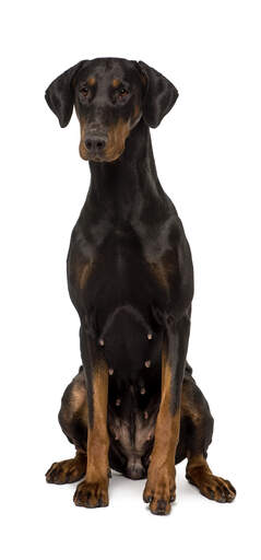 Een mooie vrouwelijke doberman pinscher die hoog zit