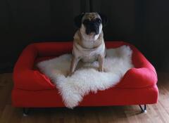 Een mopshond op zijn rode bolster bed met schapenvacht topper