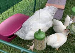 Kippen eten uit een grote voederbak en een traktatie Caddi en een hangend pikspeeltje