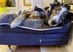 Een hond rustend in een blauw bed