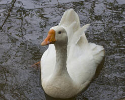 Mijn Pekin