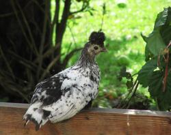 Kip zittend op hek