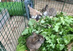 Drie konijnen gebruiken hun groene tunnel vanuit hun hok