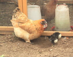 Krielhen met drie Australorps-kuikens