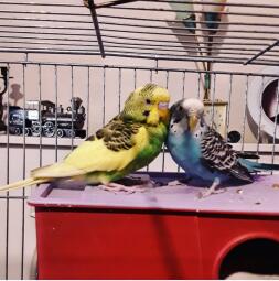 Mijn kinderen. Budgie❤ CoCo & Rain