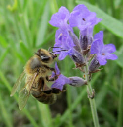 Honingbij op lavendel