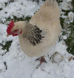 Barbara in de sneeuw