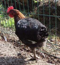 Maran Black Copper Cockerel 12 weken oud