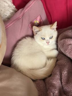 Kat liggend op kussens en deken