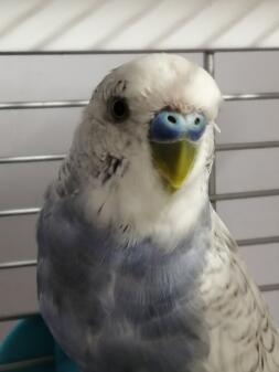 Hij ziet er wat slechter uit, arme kerel. Hij is ook niet zo dol op vliegen met zijn maatje. Fluffy Feathers overal. Maar over een paar weken komt het wel goed. Thanx voor het advies.