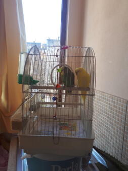 Mijn papegaaien