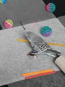 Buddy op zijn skateboard.