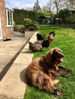 Kippen, kat en hond - genieten van de zon