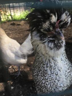 Coco de witte Sussex X Poolse kriel hen