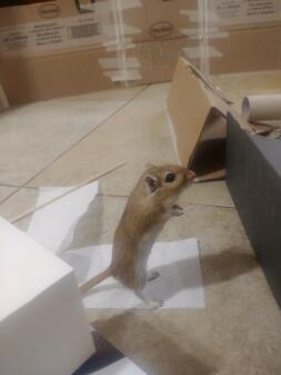 Een kleine witte gerbil stond op een tafel met speelGoed rond