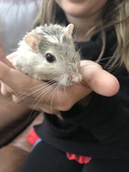 Mijn nieuwe gerbil Ginger