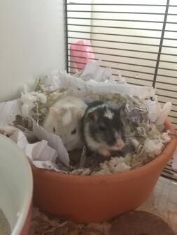 Mijn gerbils in hun snuit!