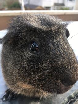 Cavia