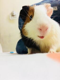 Mijn cavia