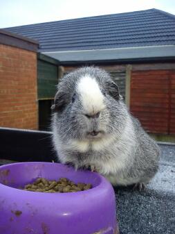 Tom mijn cavia! :-)