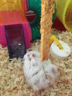 Een hamster in zijn kooi die voedsel eet van een snoepstokje