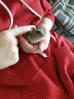 Hamster in de hand