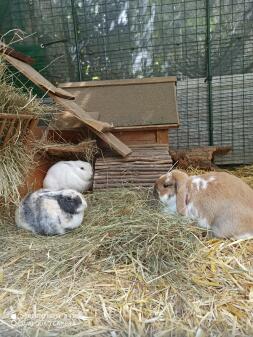 Een konijnenparadijs in een Omlet konijnenren.