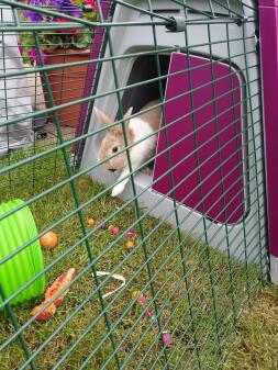 bunny's nieuwe huis