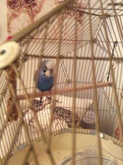 Baby bluey zo lief