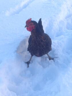 Haar eerste sneeuwval