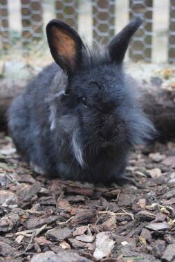 Oreo mijn Lionhead