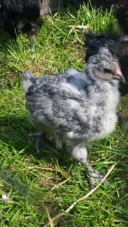 Baby-orpingtons die van de zon genieten