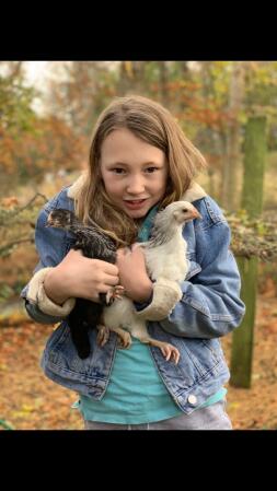 Twee chooks
