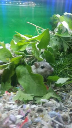 Gerbil eet natuurlijk voer