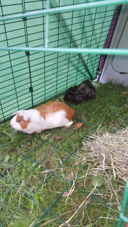 Een zwarte cavia en een witte cavia met bruine vlekken in een dierenren van één meter